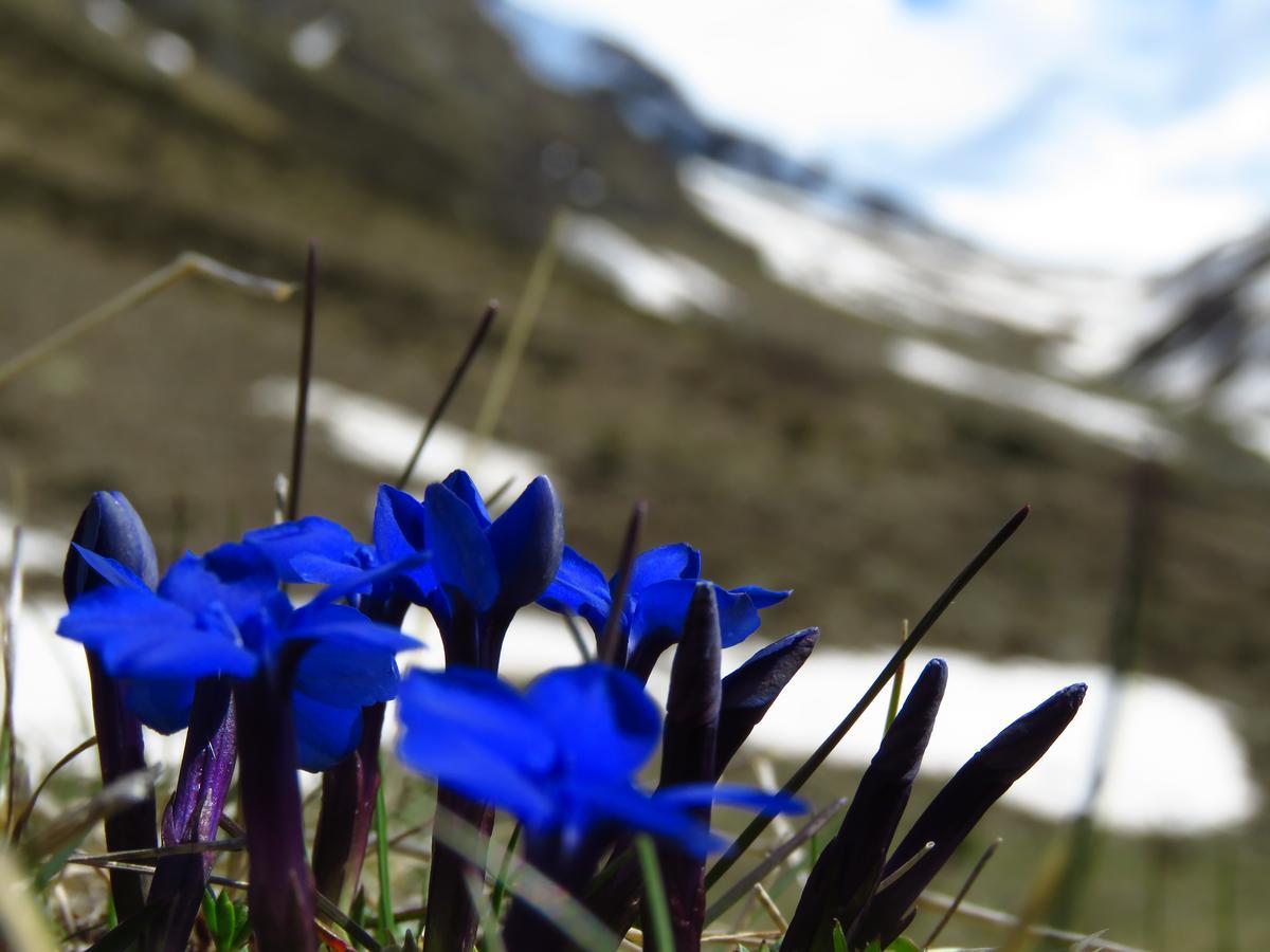 Chalet Felse Villa Bormio Bagian luar foto